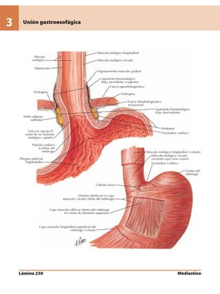 Anatomia - Netter.pdf