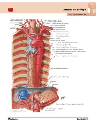 Anatomia - Netter.pdf