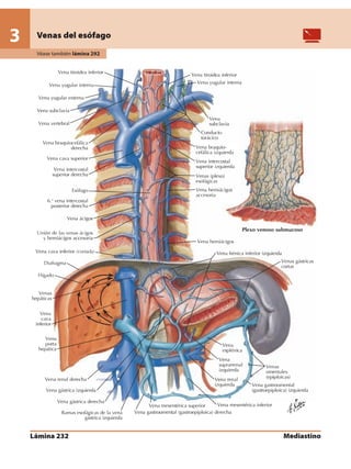 Anatomia - Netter.pdf
