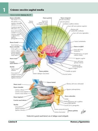 Anatomia - Netter.pdf