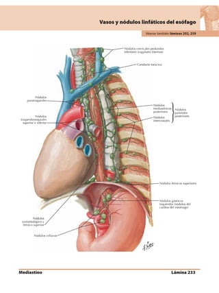Anatomia - Netter.pdf