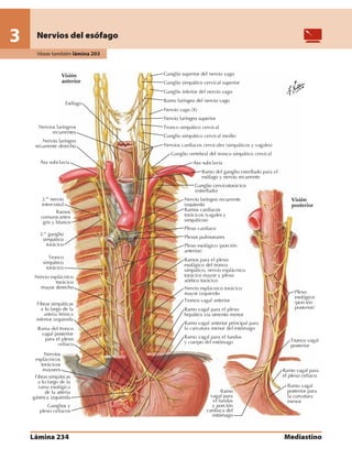 Anatomia - Netter.pdf