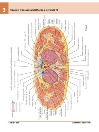 Anatomia - Netter.pdf