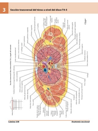 Anatomia - Netter.pdf