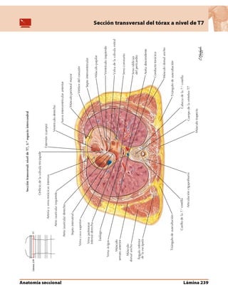 Anatomia - Netter.pdf