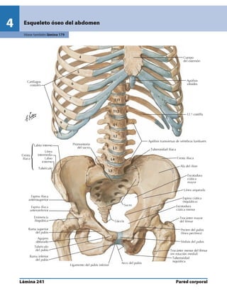 Anatomia - Netter.pdf