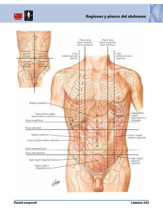 Anatomia - Netter.pdf