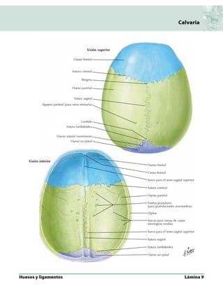 Anatomia - Netter.pdf