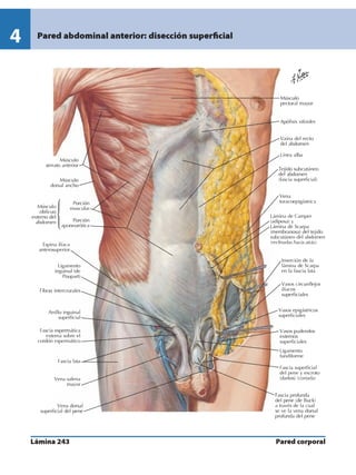 Anatomia - Netter.pdf