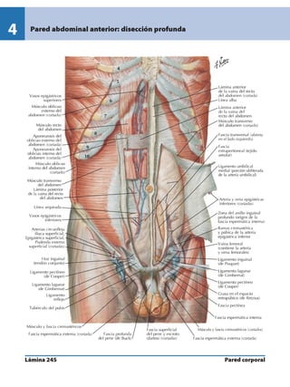 Anatomia - Netter.pdf