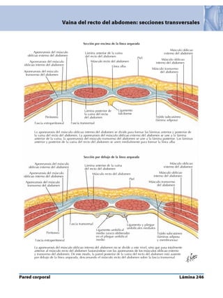Anatomia - Netter.pdf