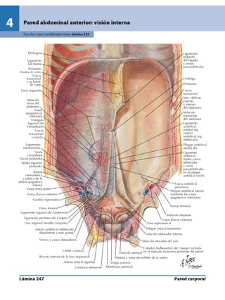 Anatomia - Netter.pdf