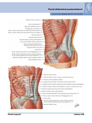 Anatomia - Netter.pdf