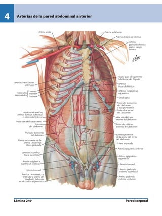 Anatomia - Netter.pdf