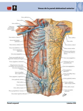 Anatomia - Netter.pdf