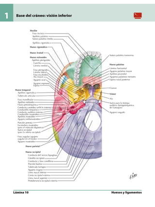 Anatomia - Netter.pdf