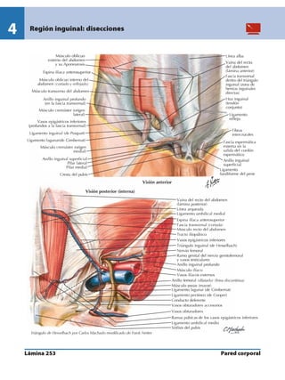 Anatomia - Netter.pdf