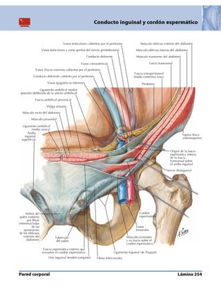 Anatomia - Netter.pdf