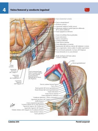 Anatomia - Netter.pdf