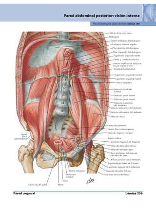 Anatomia - Netter.pdf