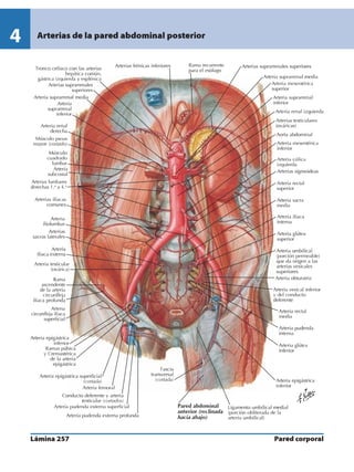 Anatomia - Netter.pdf