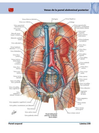 Anatomia - Netter.pdf
