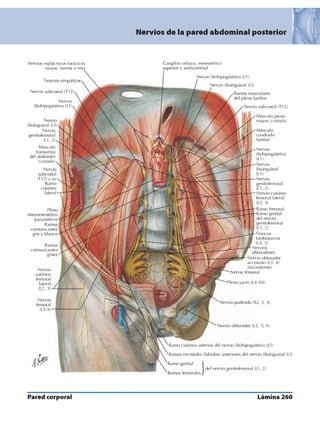Anatomia - Netter.pdf