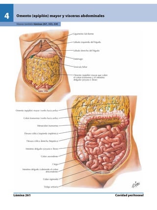 Anatomia - Netter.pdf