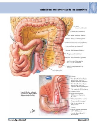 Anatomia - Netter.pdf