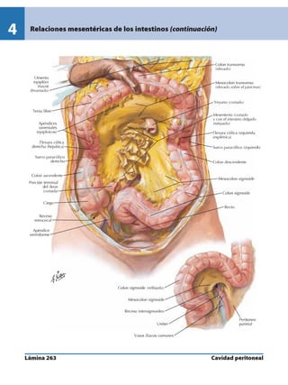 Anatomia - Netter.pdf