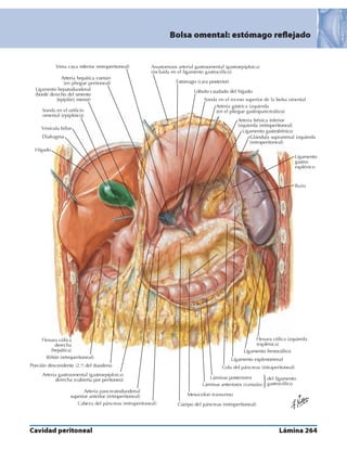 Anatomia - Netter.pdf