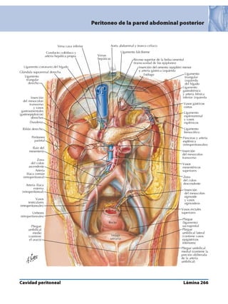 Anatomia - Netter.pdf