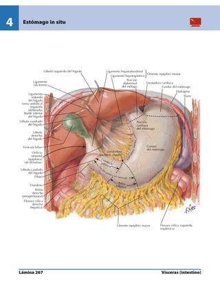 Anatomia - Netter.pdf
