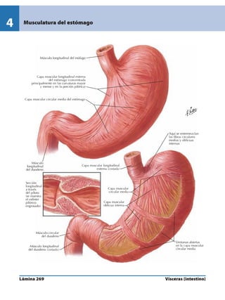 Anatomia - Netter.pdf