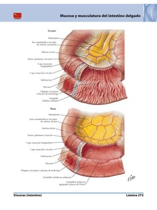 Anatomia - Netter.pdf