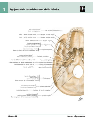 Anatomia - Netter.pdf