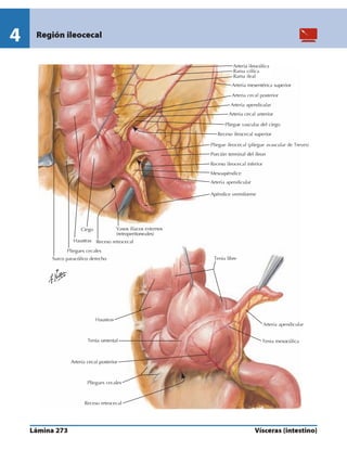 Anatomia - Netter.pdf