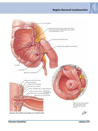 Anatomia - Netter.pdf