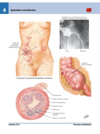 Anatomia - Netter.pdf