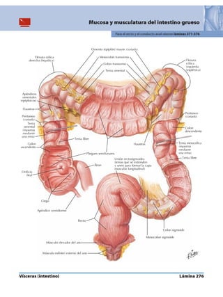 Anatomia - Netter.pdf