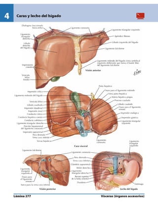 Anatomia - Netter.pdf