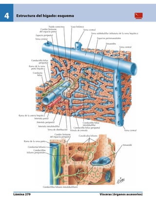 Anatomia - Netter.pdf
