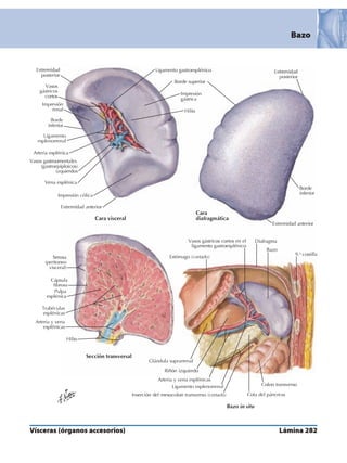 Anatomia - Netter.pdf