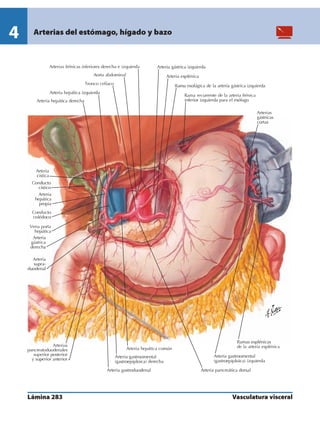 Anatomia - Netter.pdf