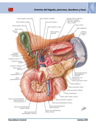 Anatomia - Netter.pdf
