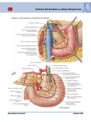 Anatomia - Netter.pdf