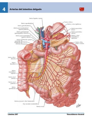 Anatomia - Netter.pdf
