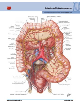 Anatomia - Netter.pdf