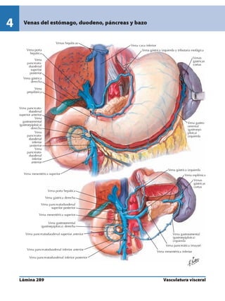 Anatomia - Netter.pdf