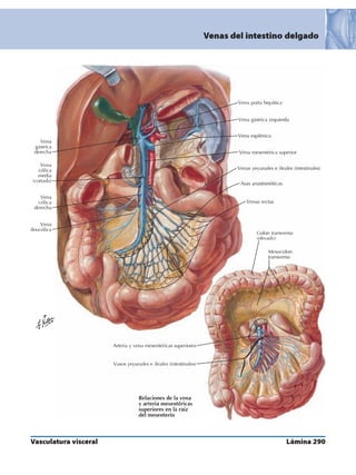 Anatomia - Netter.pdf